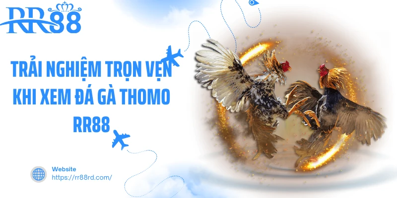 Trải nghiệm trọn vẹn khi xem đá gà thomo RR88 Trải nghiệm trọn vẹn khi xem đá gà thomo RR88
